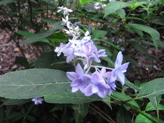 シチダンカ　神戸市立森林植物園