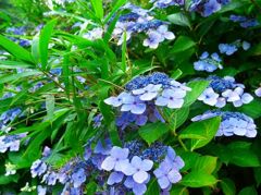 アジサイ　神戸森林植物園
