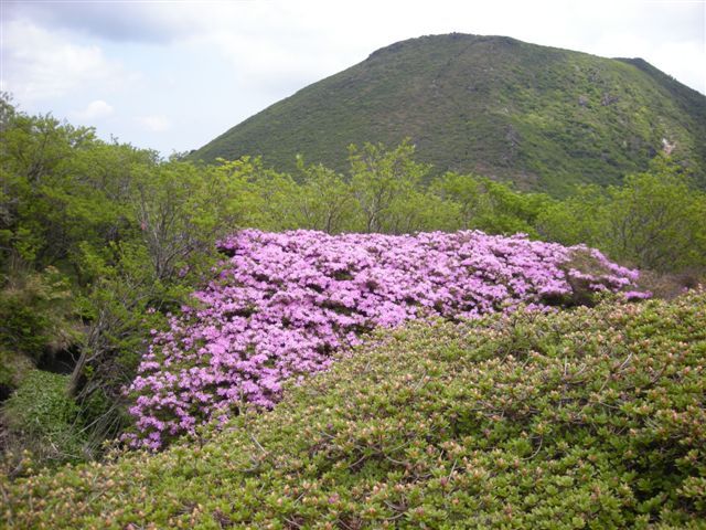 ミヤマキリシマ　久住山