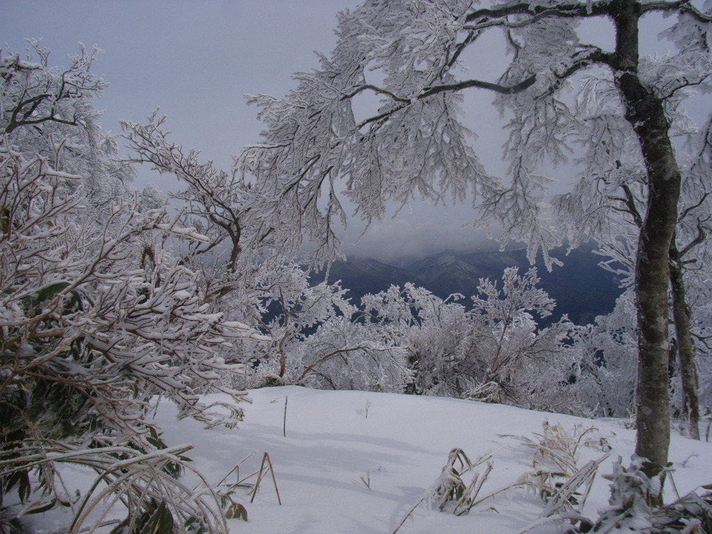 後山の樹氷