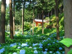 アジサイ　三室戸寺