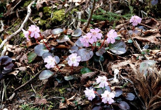 イワウチワ　比良山