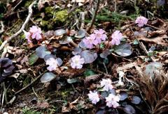 イワウチワ　比良山