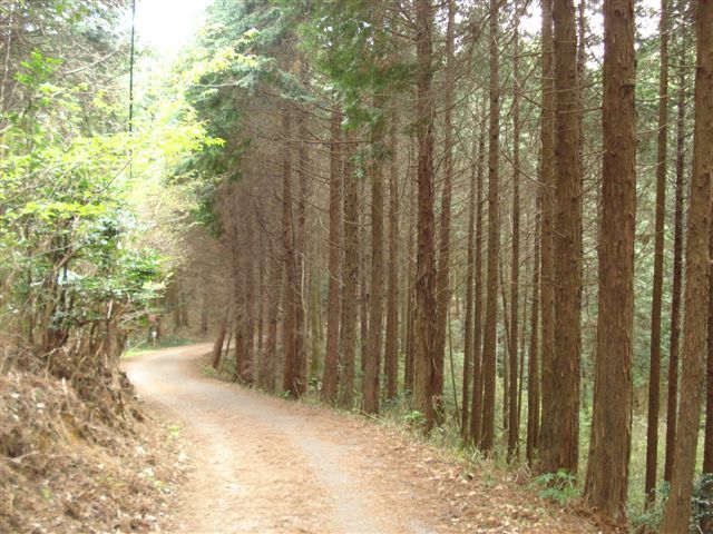 杉林のハイキング道