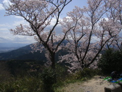 二上山頂のサクラ