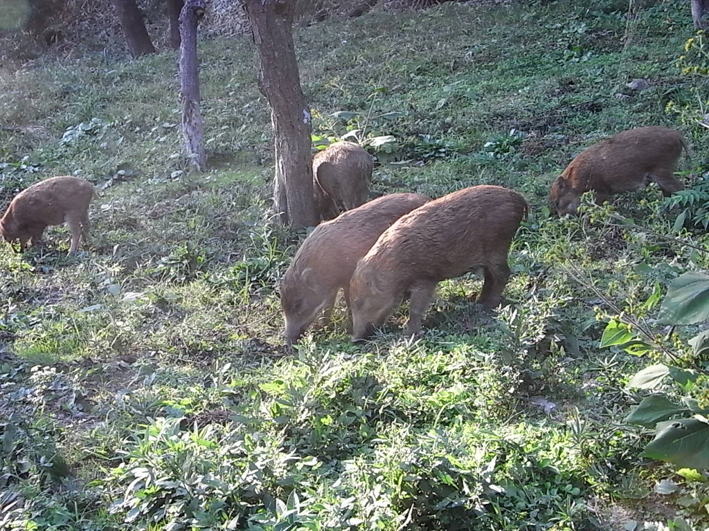 ウリボウ　岡本・保久良梅林