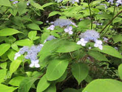 ガクアジサイ　摩耶山・あじさい池
