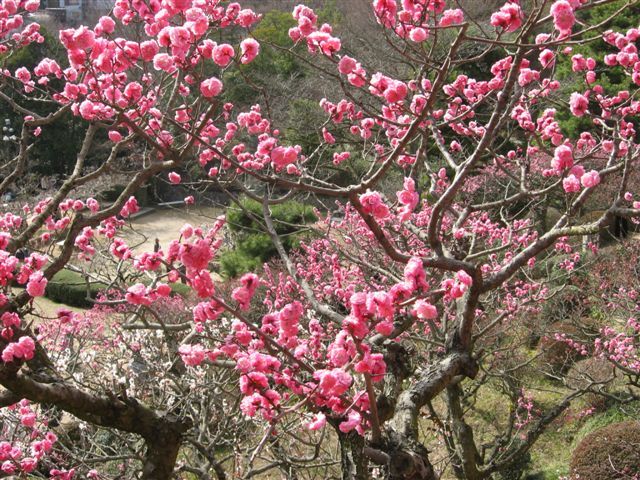 八重咲きの梅