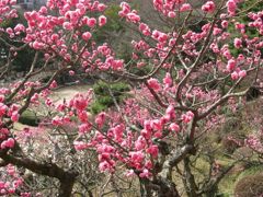 八重咲きの梅