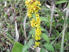 アキノキリンソウ　岡山・星山