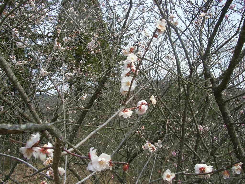 洞川梅林のウメ