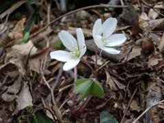 ミヤマカタバミ 赤坂山
