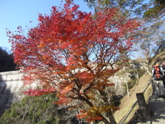 五本松堰堤手前の紅葉