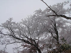 大山　思わぬ雪と樹氷に遭遇