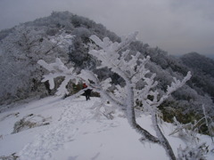 後山の樹氷
