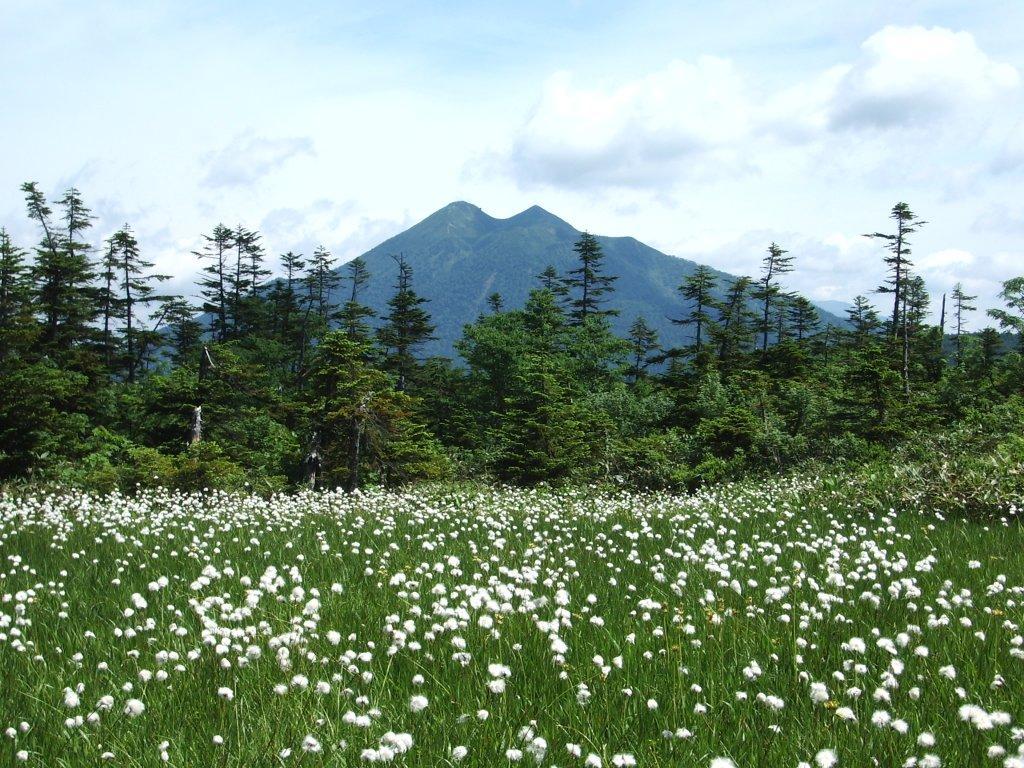ワタスゲと燧ヶ岳　尾瀬