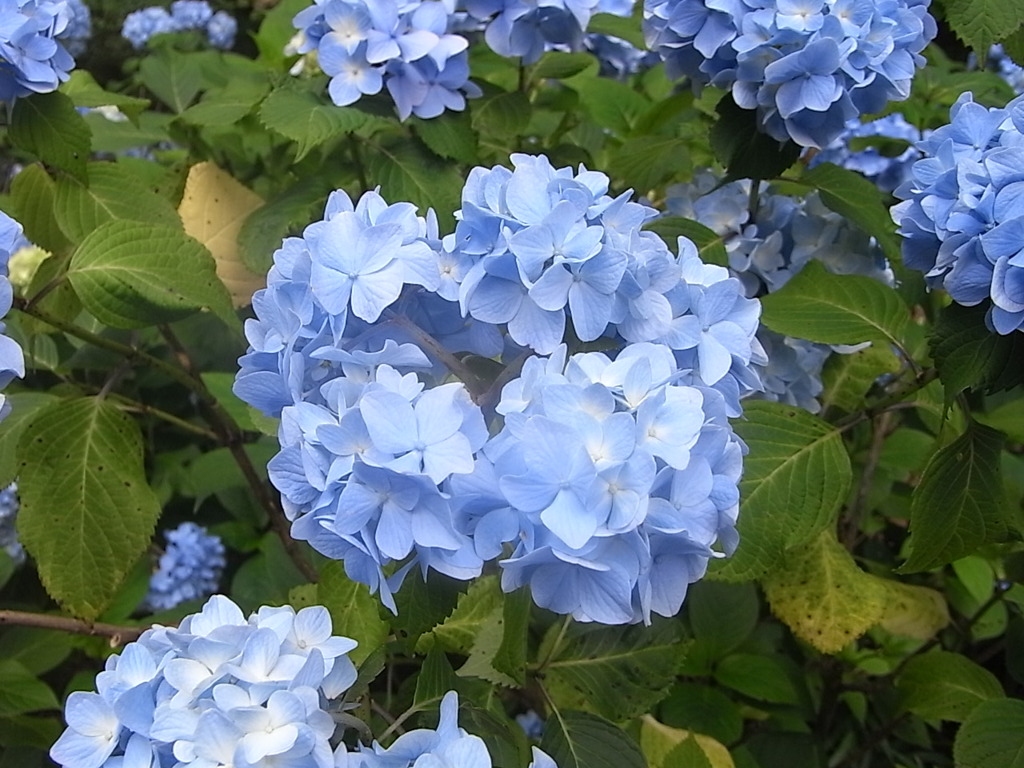 ヒメアジサイ　神戸市立森林植物園