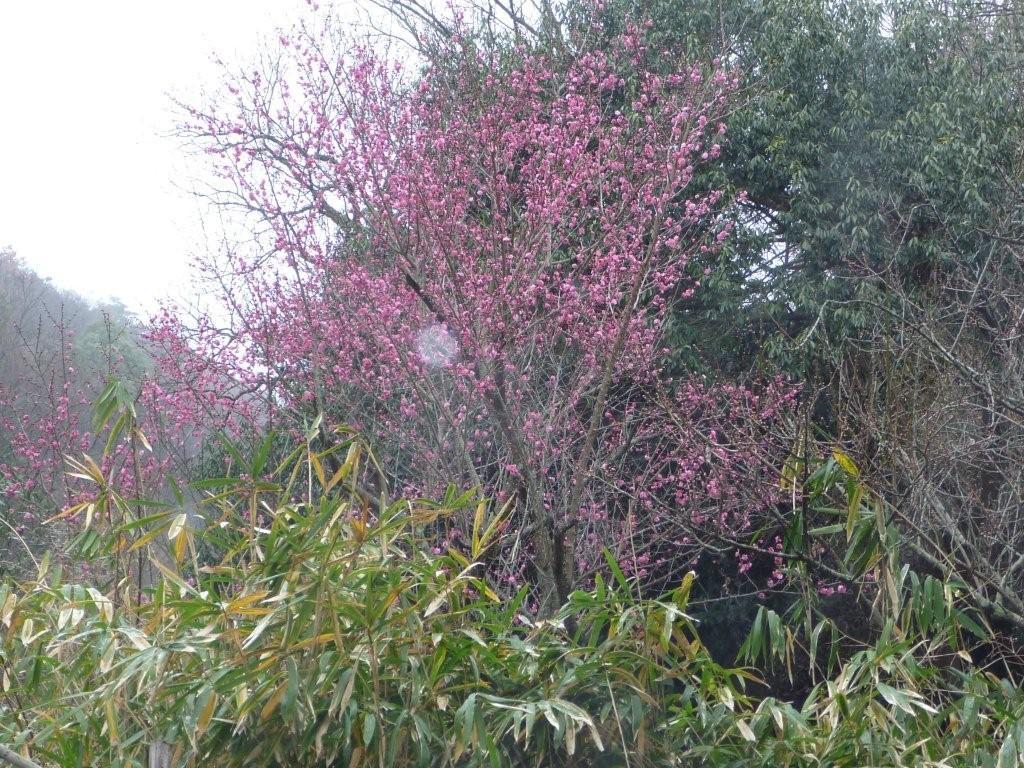 菊水山のウメ