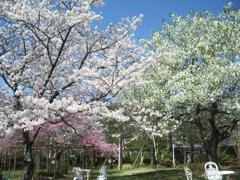 さまざまなサクラ（北山緑化植物園）