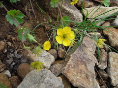 ミヤマダイコンソウ　赤岳山頂