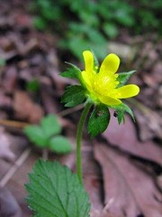 ヒメヘビイチゴ　摩耶山・杣谷