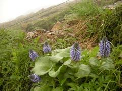 ウルップソウ　鑓ヶ岳