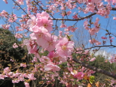 甲山 花を求めて
