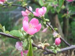 カリンの花、紀州富士竜門山にて