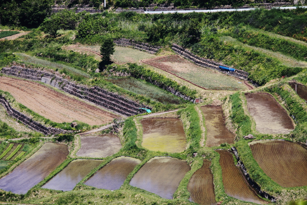 稲倉棚田(長野県上田市）