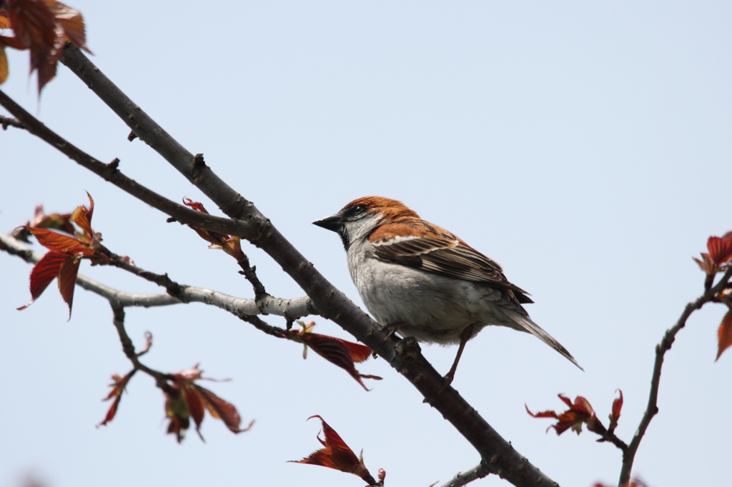 ニュウナイスズメ