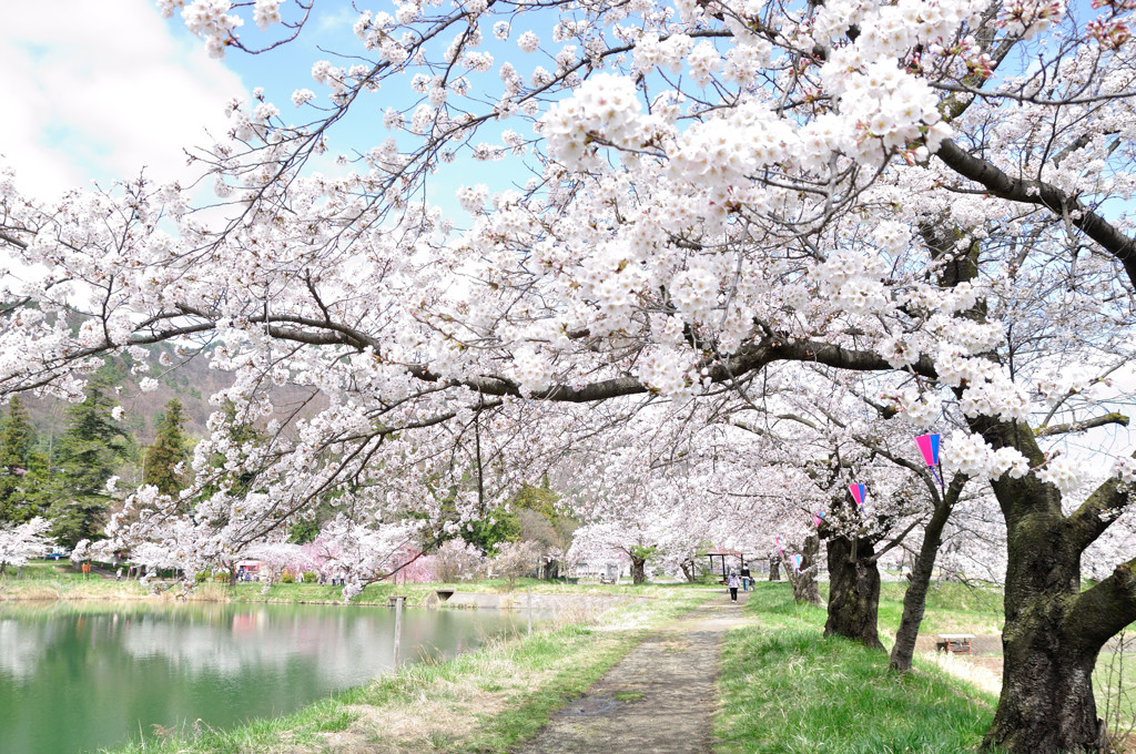 桜