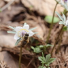 セツブンソウと日本蜜蜂