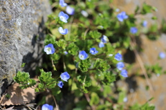 小さな花