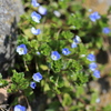 小さな花