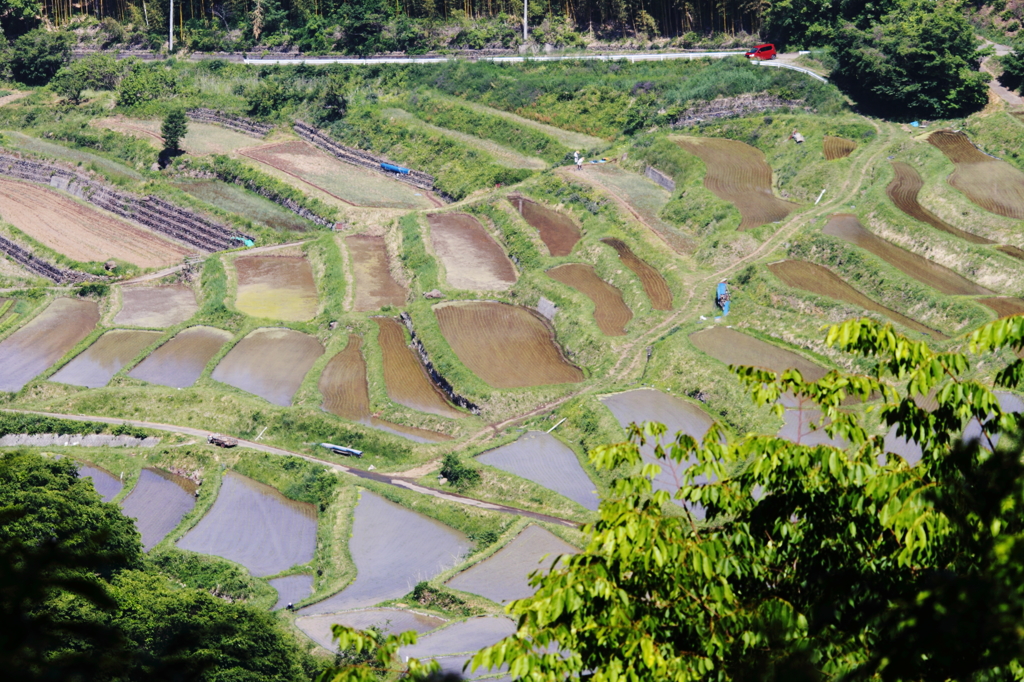稲倉の棚田
