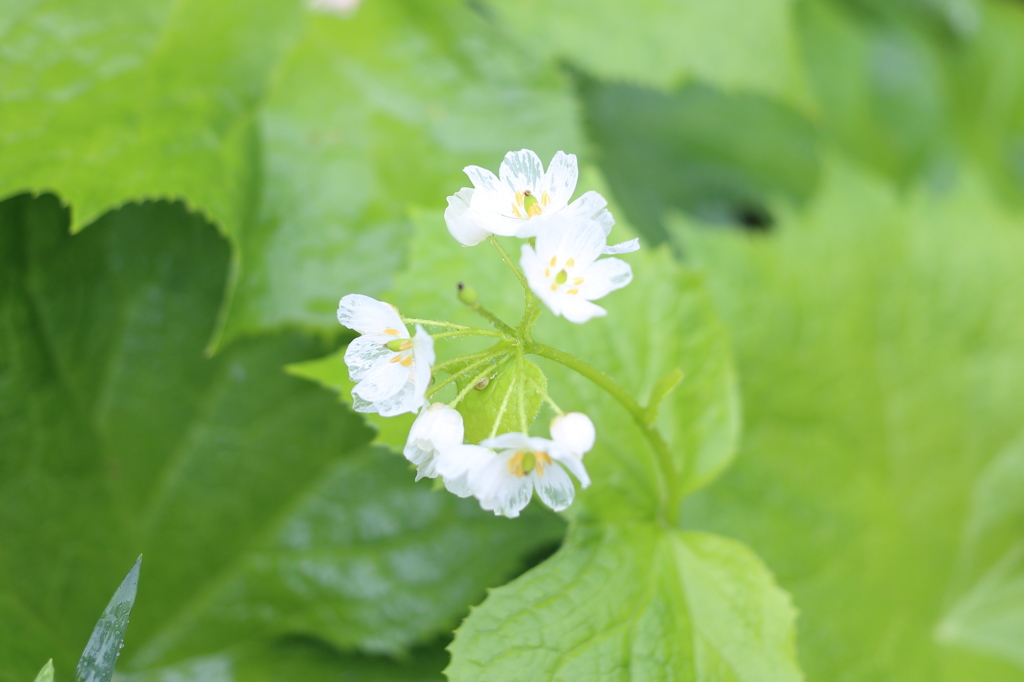 ガラスの花