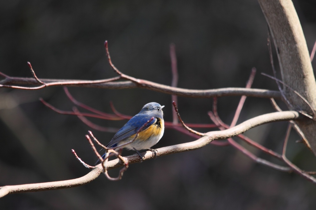 青い鳥