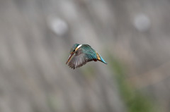 ホバリング
