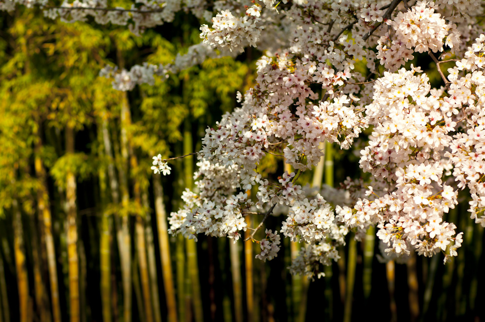 竹林に映える桜