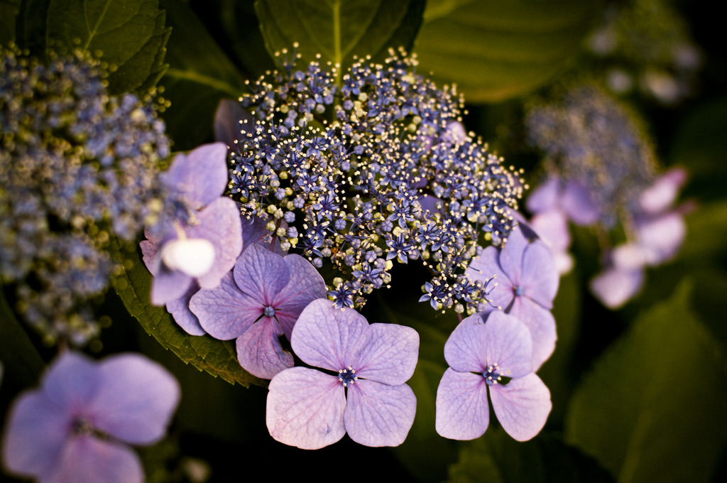 紫陽花