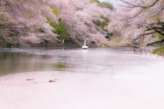 桜花流水