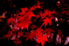 紅模様