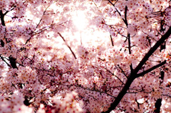 Light of cherry blossoms