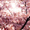 Light of cherry blossoms