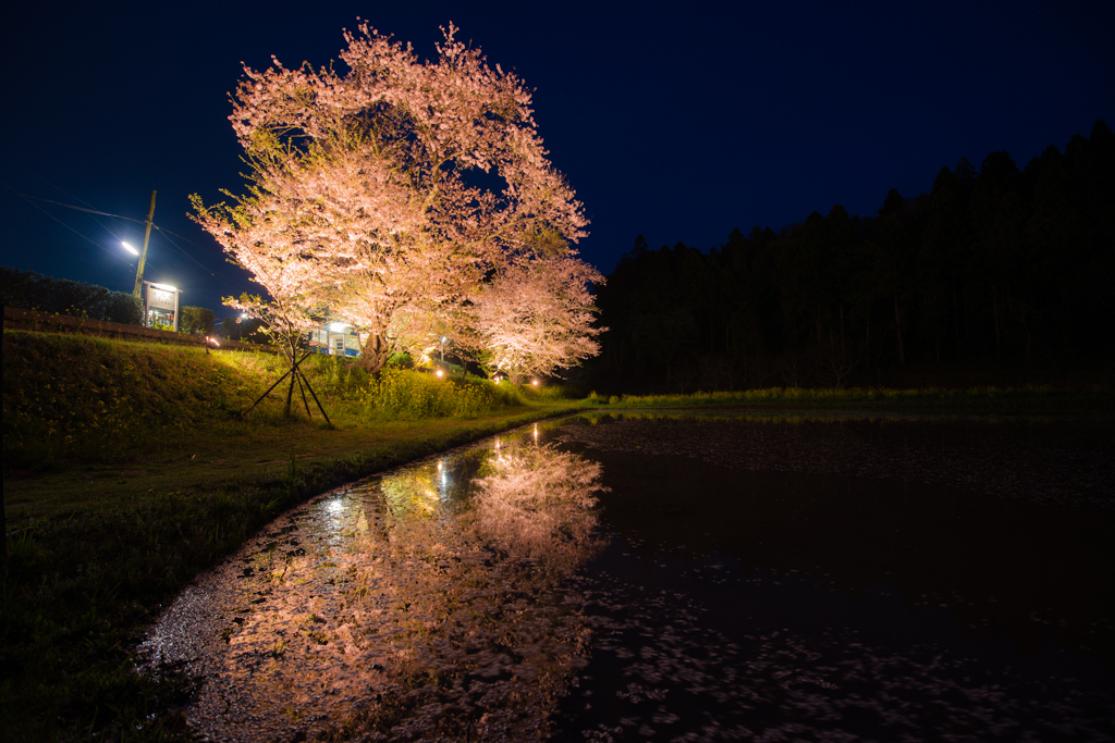 照らし映る桜