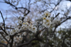 春ですねー