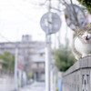 不意に現れた刺客。