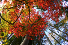 紅葉仰ぎ見て