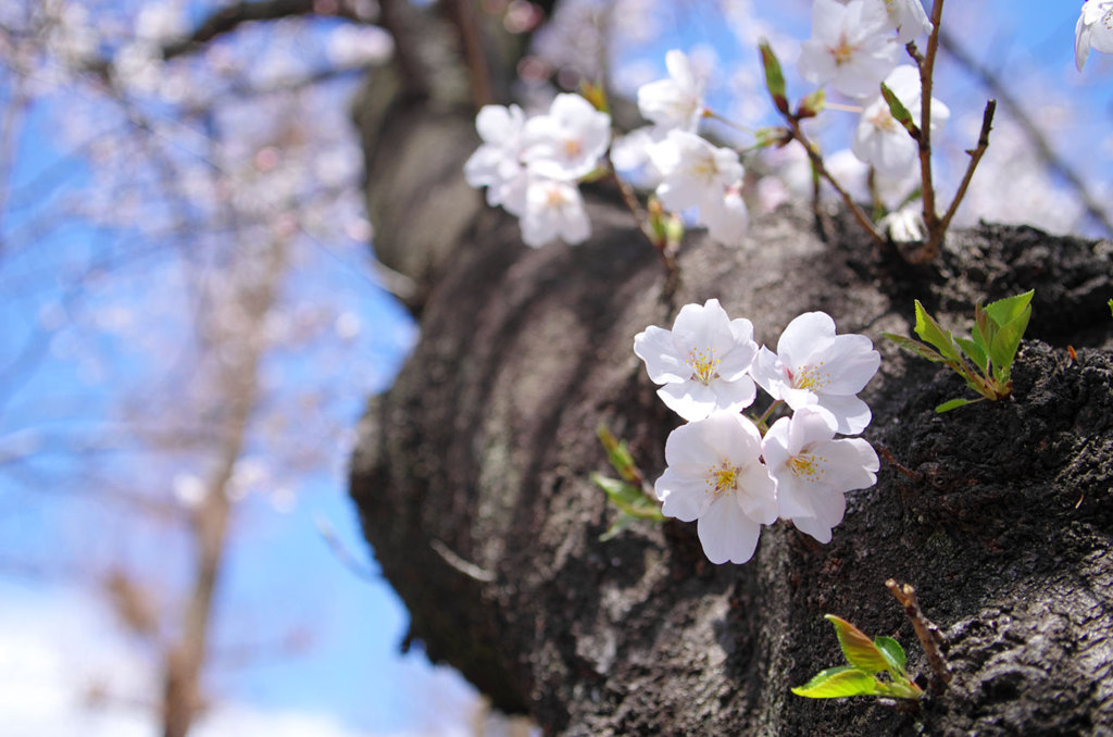 さくらの花、四人家族