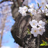 さくらの花、四人家族